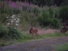 Roe Deer