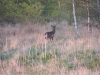 Roe Deer