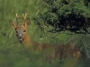 Roe Buck in summer coat - Neil McIntyre