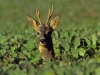 Roe Buck in rape field - Neil McIntyre